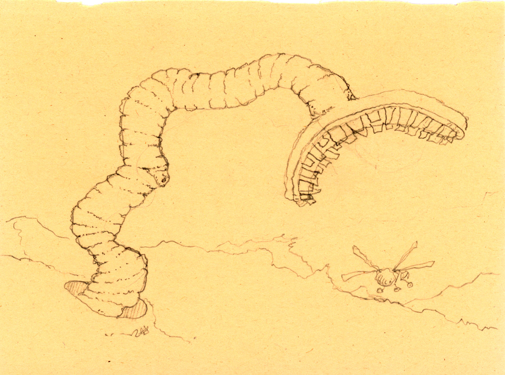 Sandworm Drawing Rference Rinky Dink Ink – Hand-Drawn Illustrations